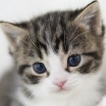 Tiny Kitten Channel